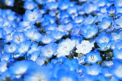 ひたち海浜公園のネモフィラ