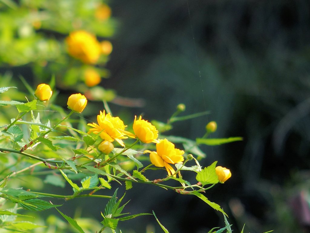 庭の花