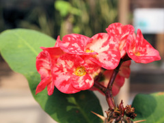 トロピカルな花