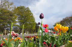 終わりかけのチューリップ