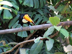 オオニハシのトロちゃん