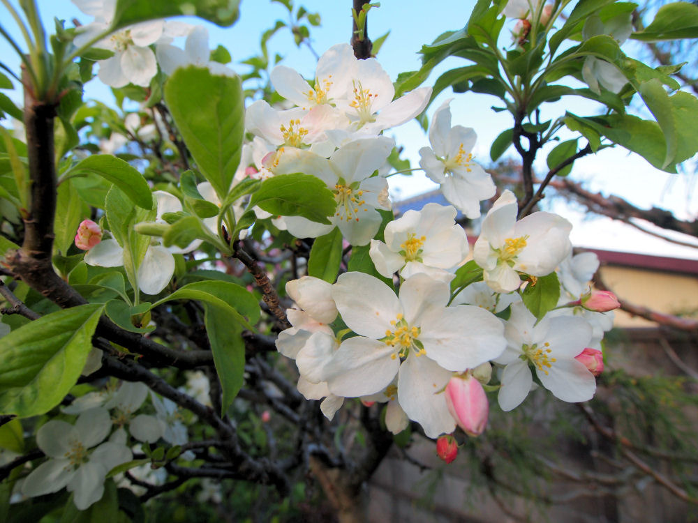 庭の花