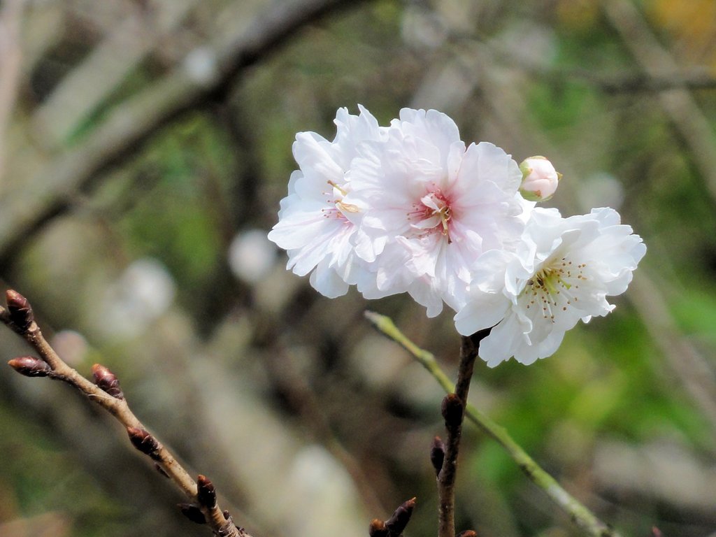 桜咲く
