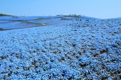 ひたち海浜公園のネモフィラ