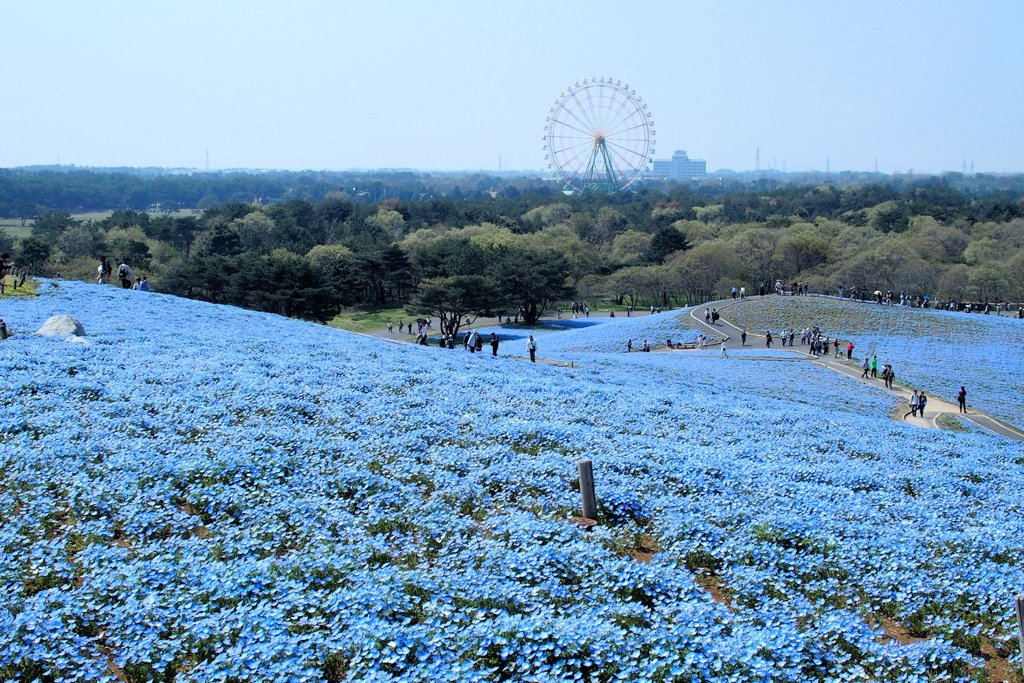 ひたち海浜公園のネモフィラ