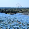 ひたち海浜公園のネモフィラ