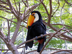 オオニハシのトロちゃん