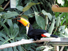 オオニハシのトロちゃん