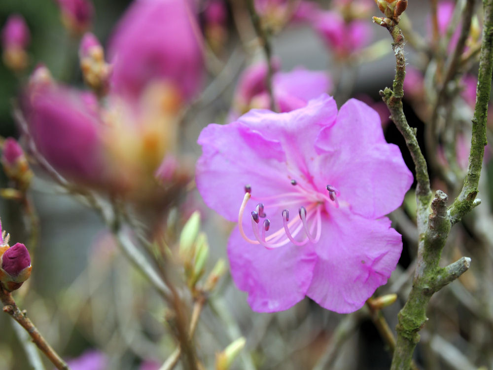 ゲンカイツツジ