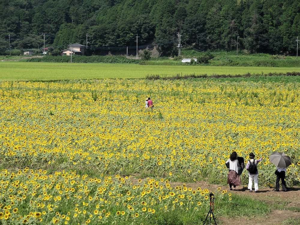 栃木県益子町　ひまわり祭り