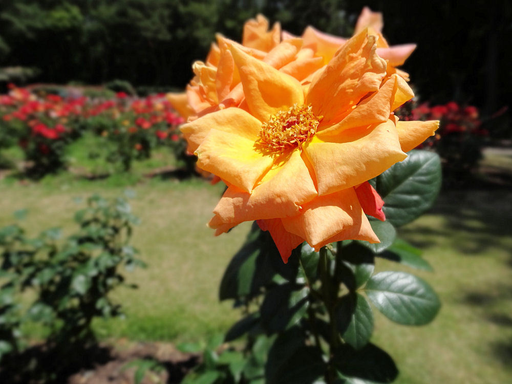 井頭公園薔薇園　HX30V