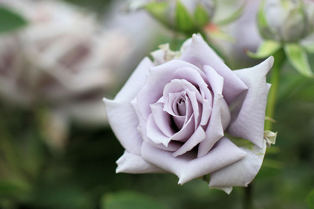 井頭公園薔薇園　EOS 7D