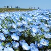 ひたち海浜公園のネモフィラ