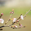 桜町陣屋の桜