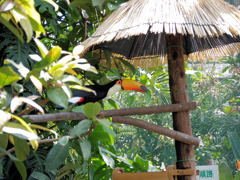 オオニハシのトロちゃん