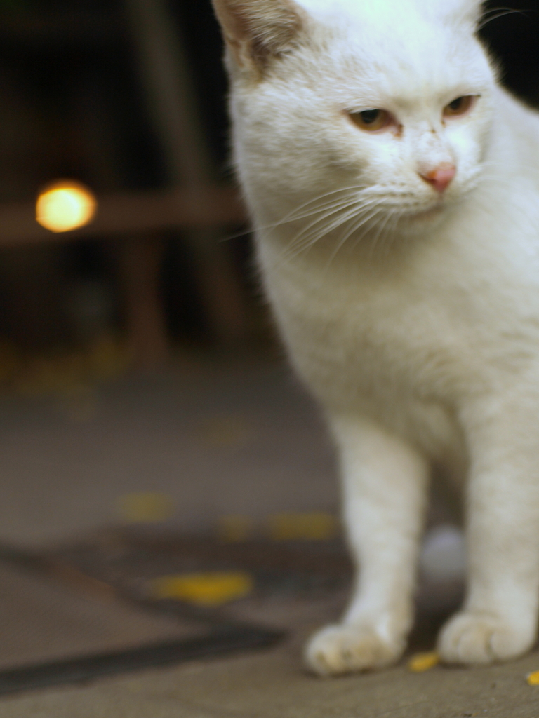 猫