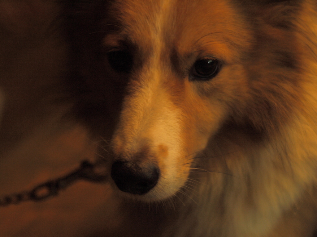 犬2