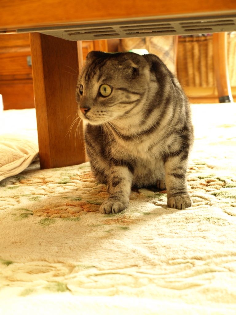 猫３