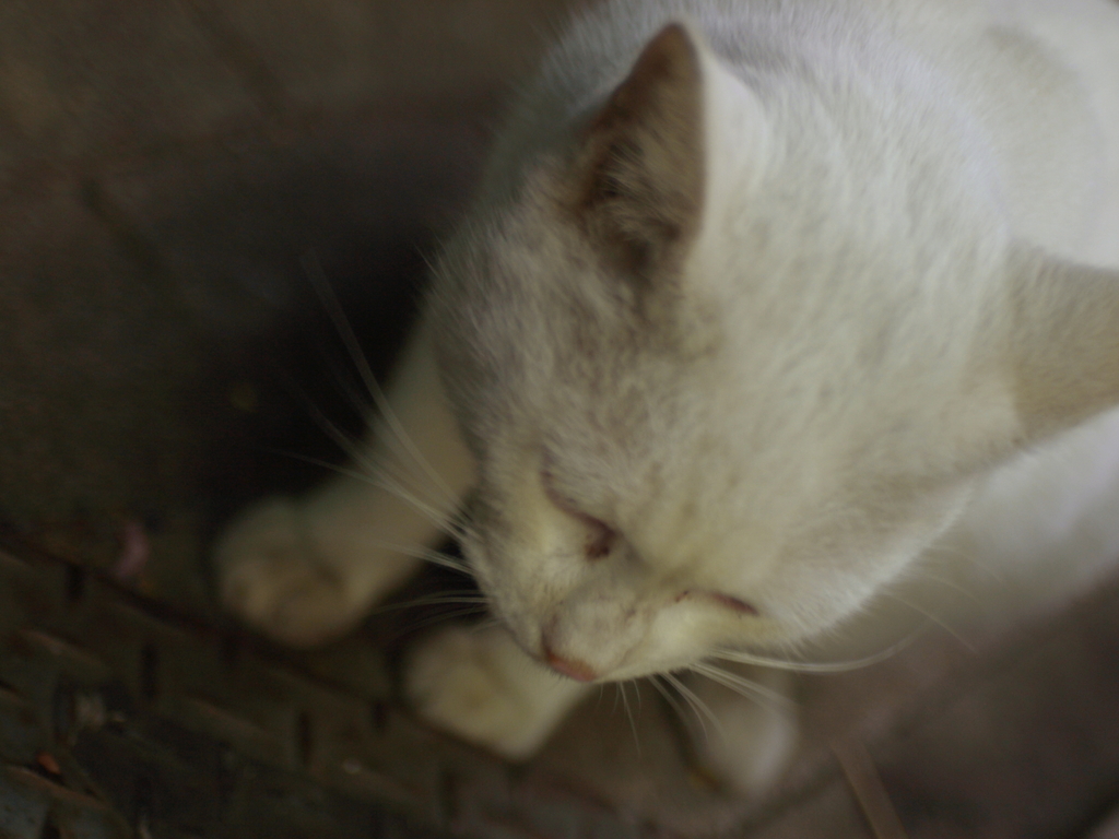 猫２