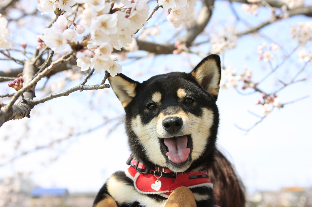 柴桜