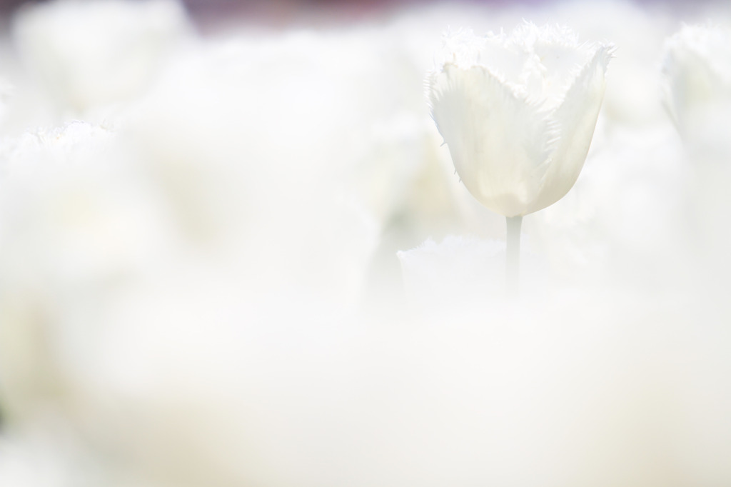 純白の花