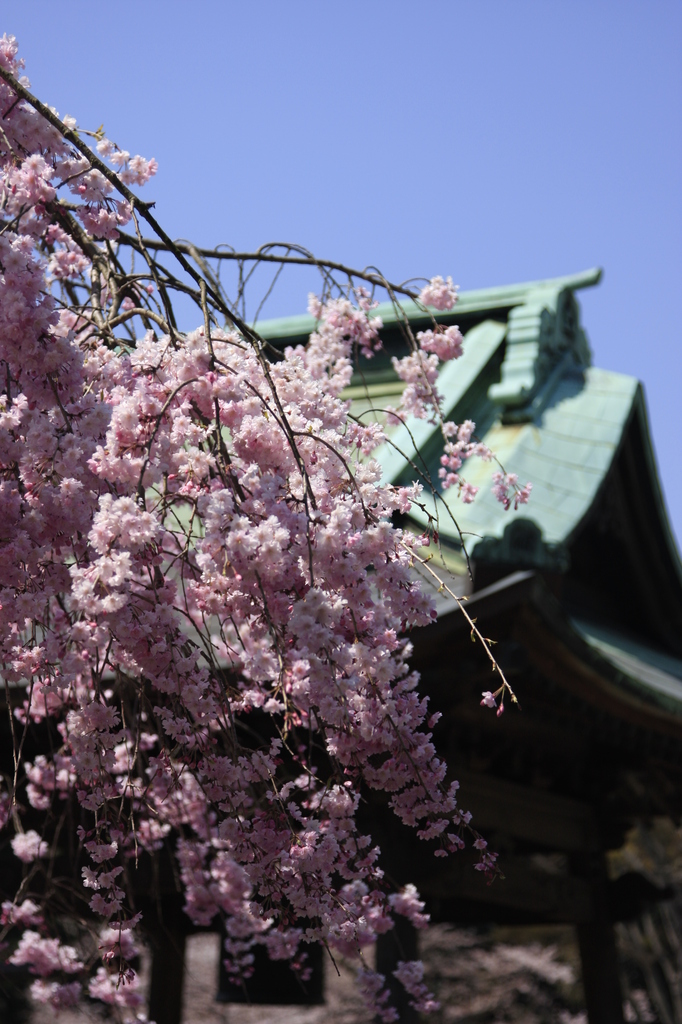 しだれ桜