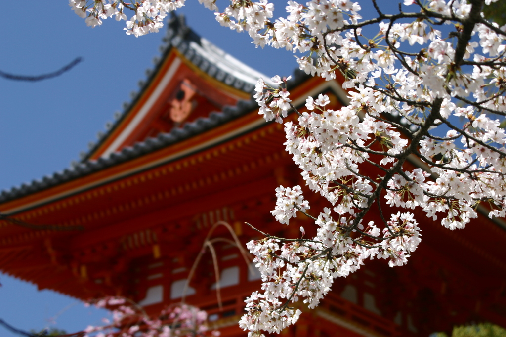 京の桜