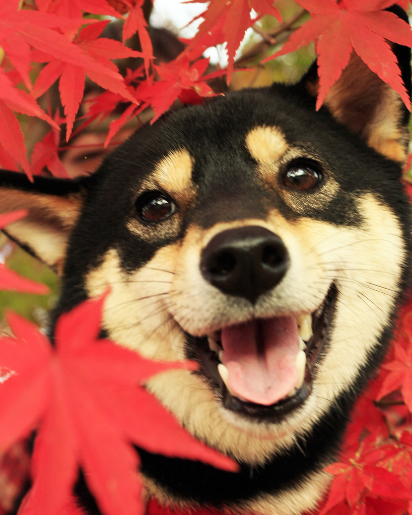 紅葉の中で