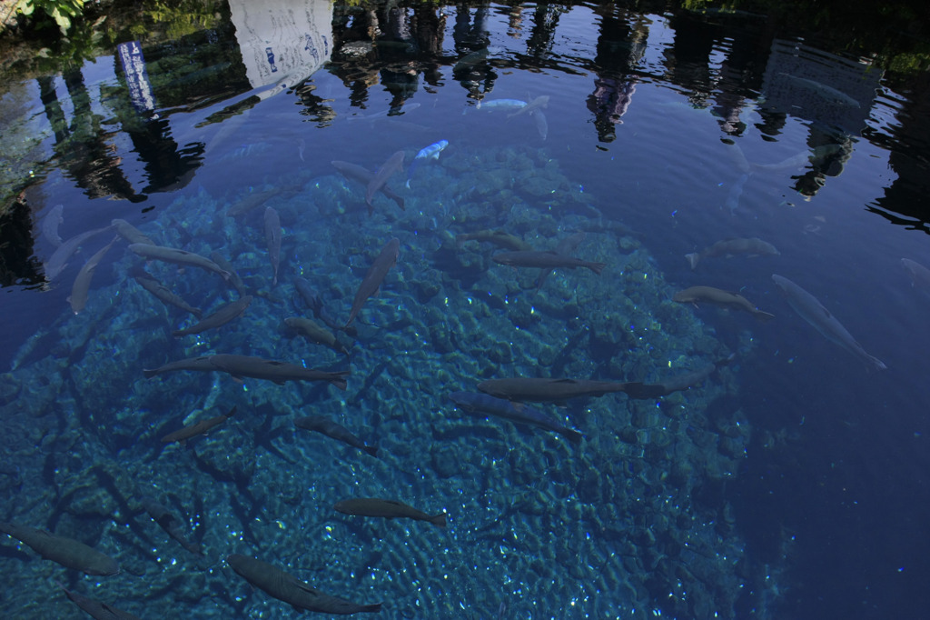 忍野の水