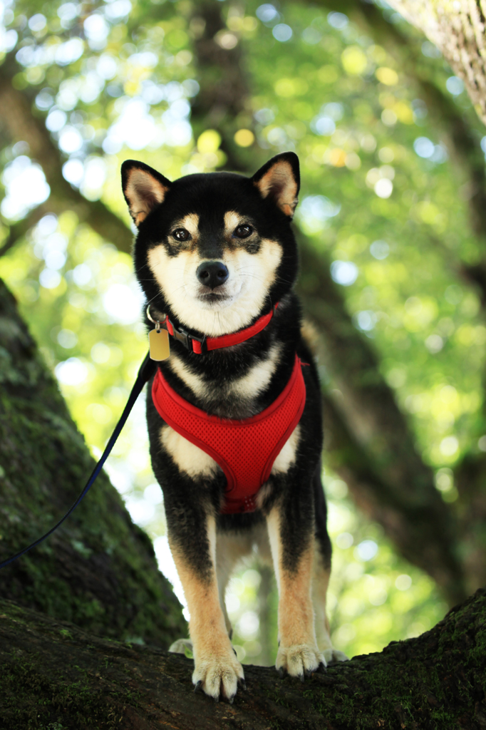 愛犬　なっちゃん