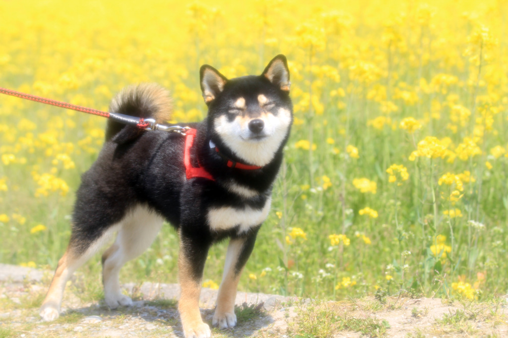 菜の花の匂い
