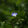 sprig