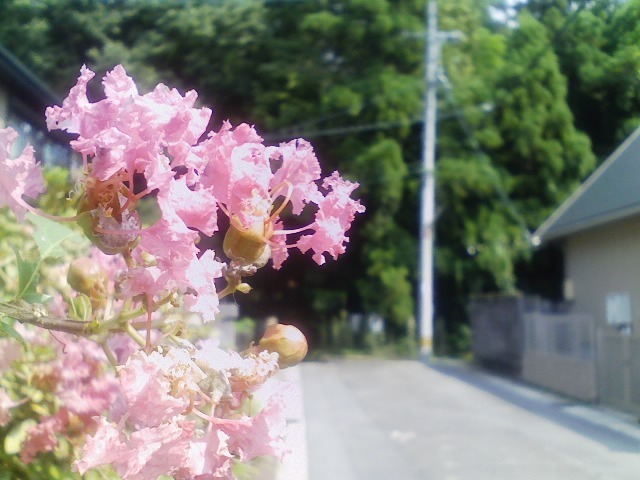 散歩道にて