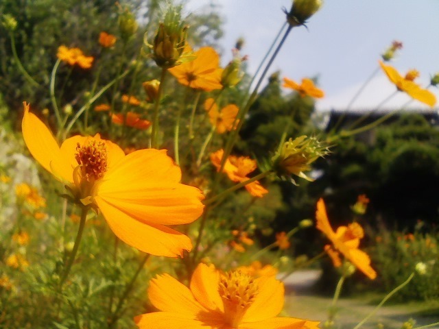 秋の道草