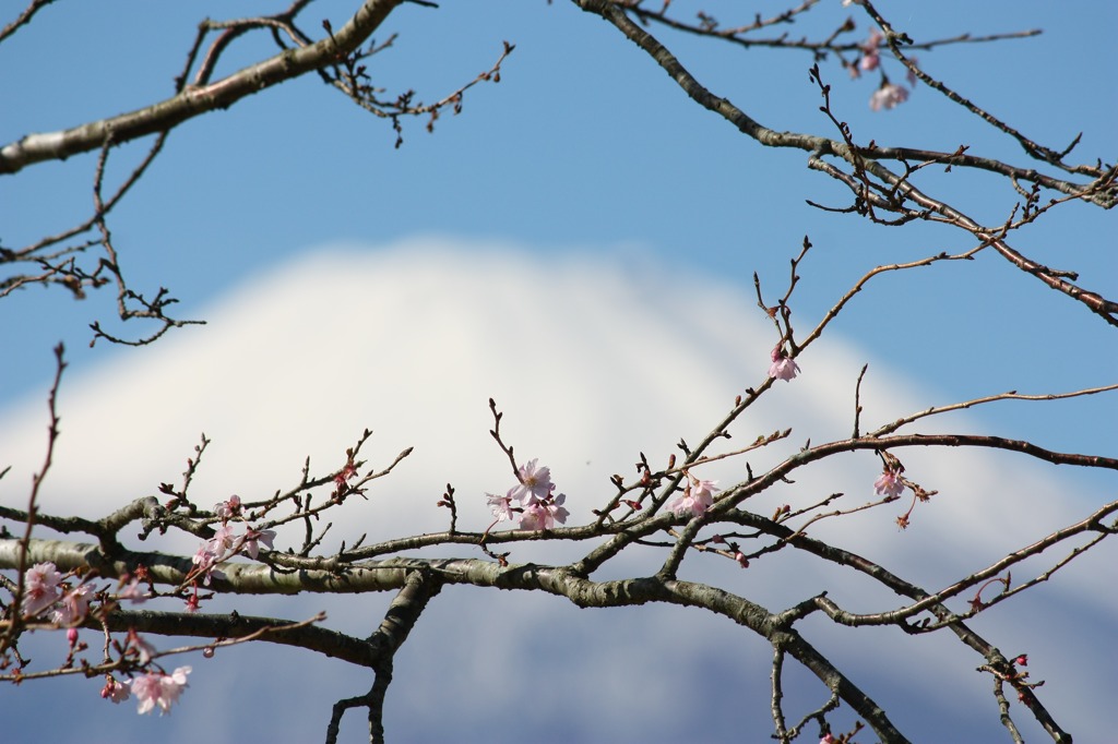 早咲きの桜