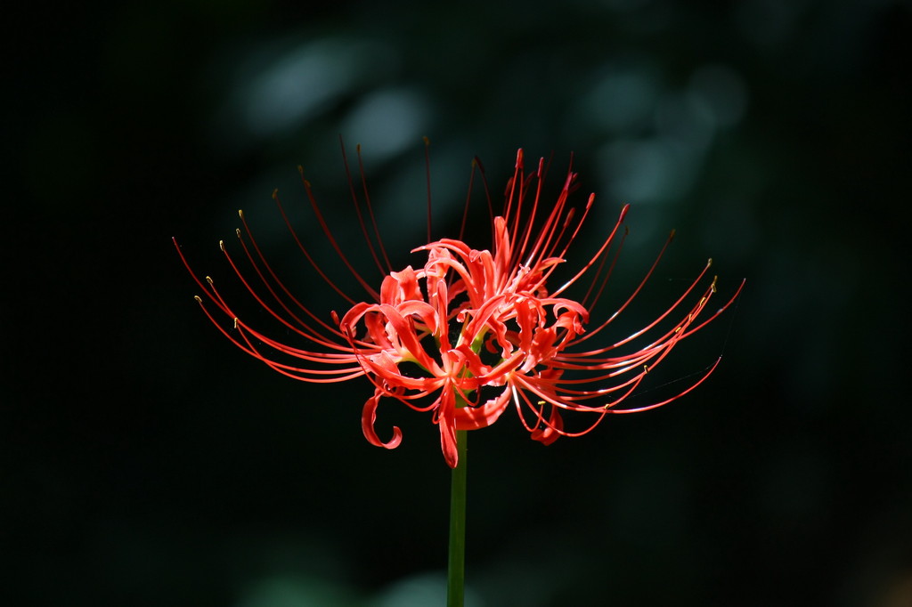 曼珠沙華