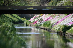 芝桜