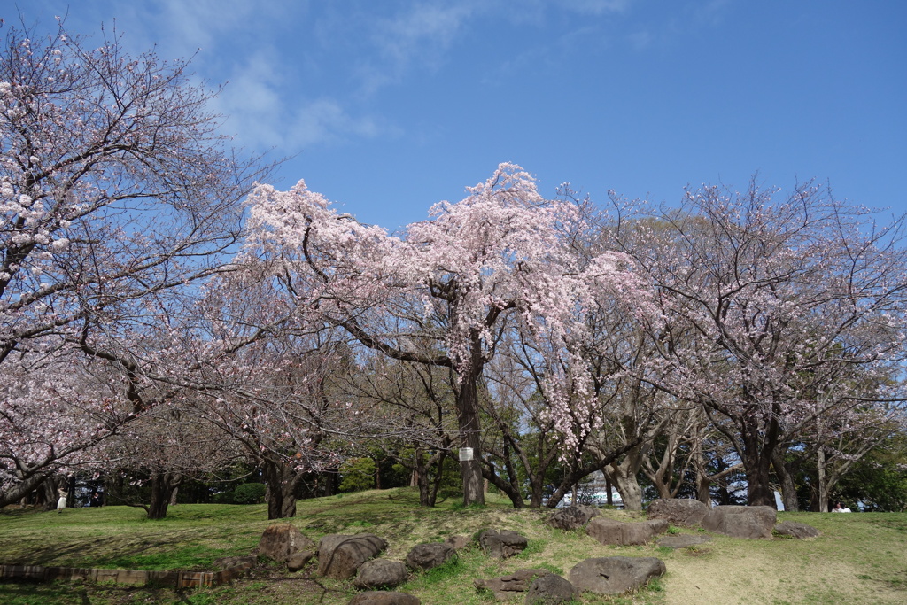 平塚総合公園