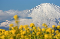 菜の花