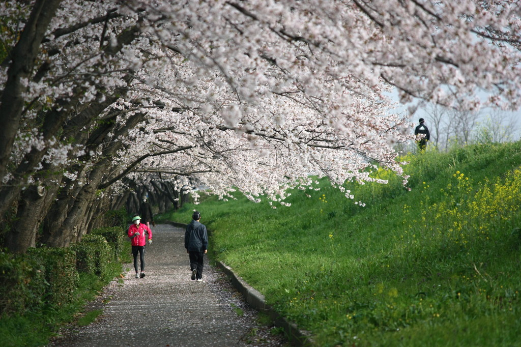 桜