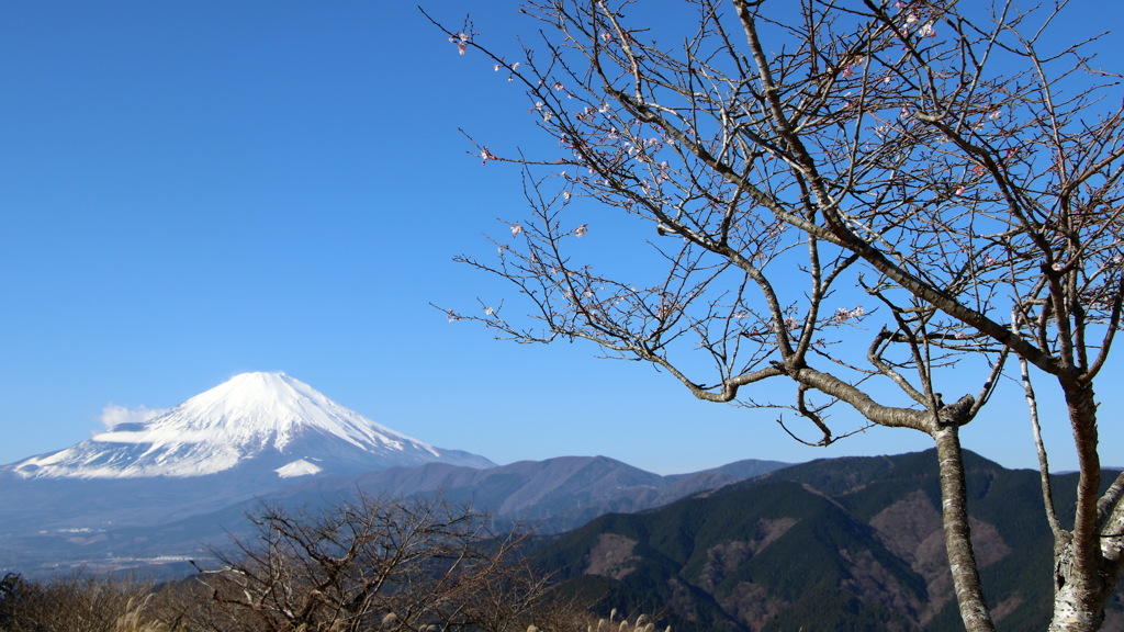 大野山山頂からの富士山
