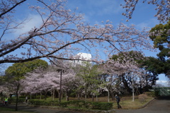 平塚総合公園