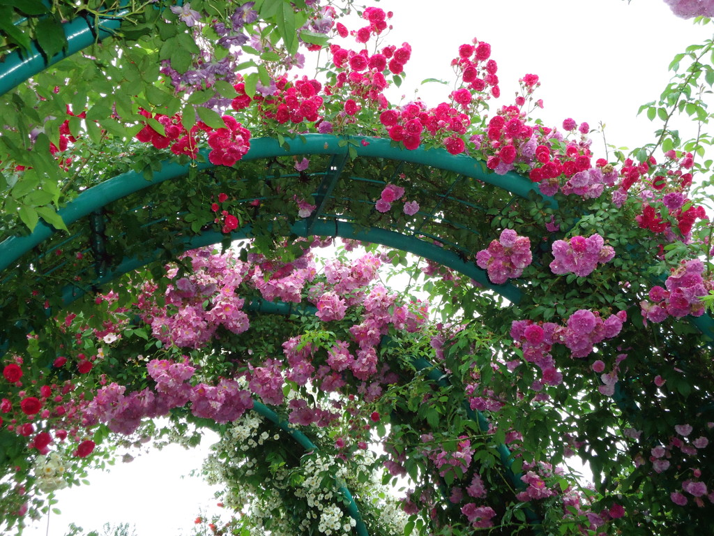 薔薇