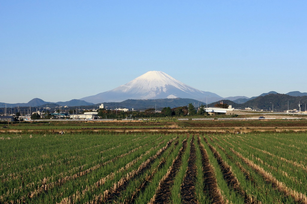 文化の日の富士