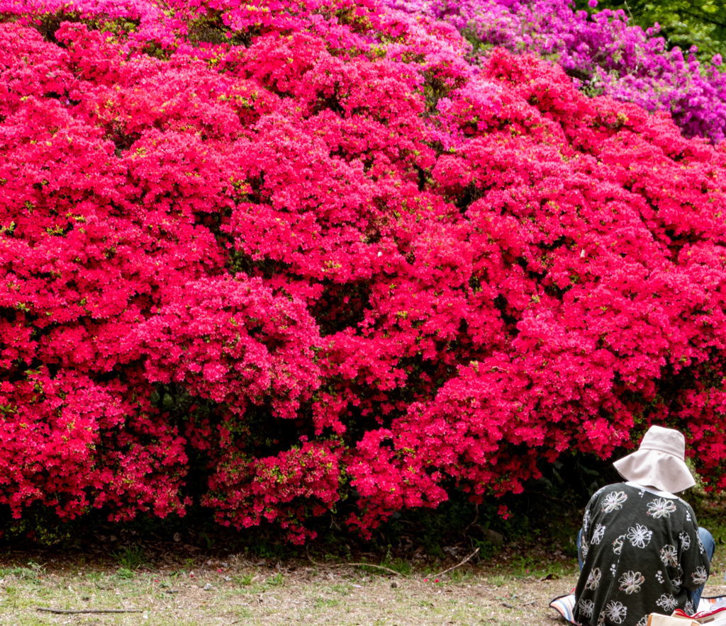 花見