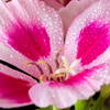 開花