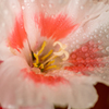 春…開花