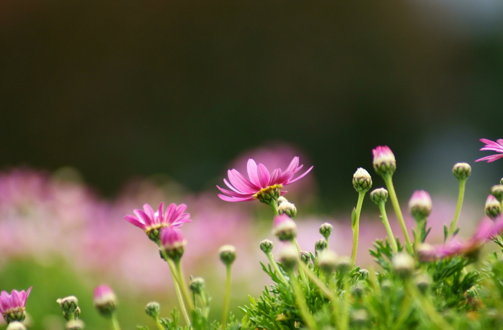 波止場の花