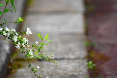 アスファルトに咲く花