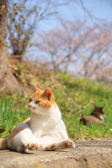 花見猫